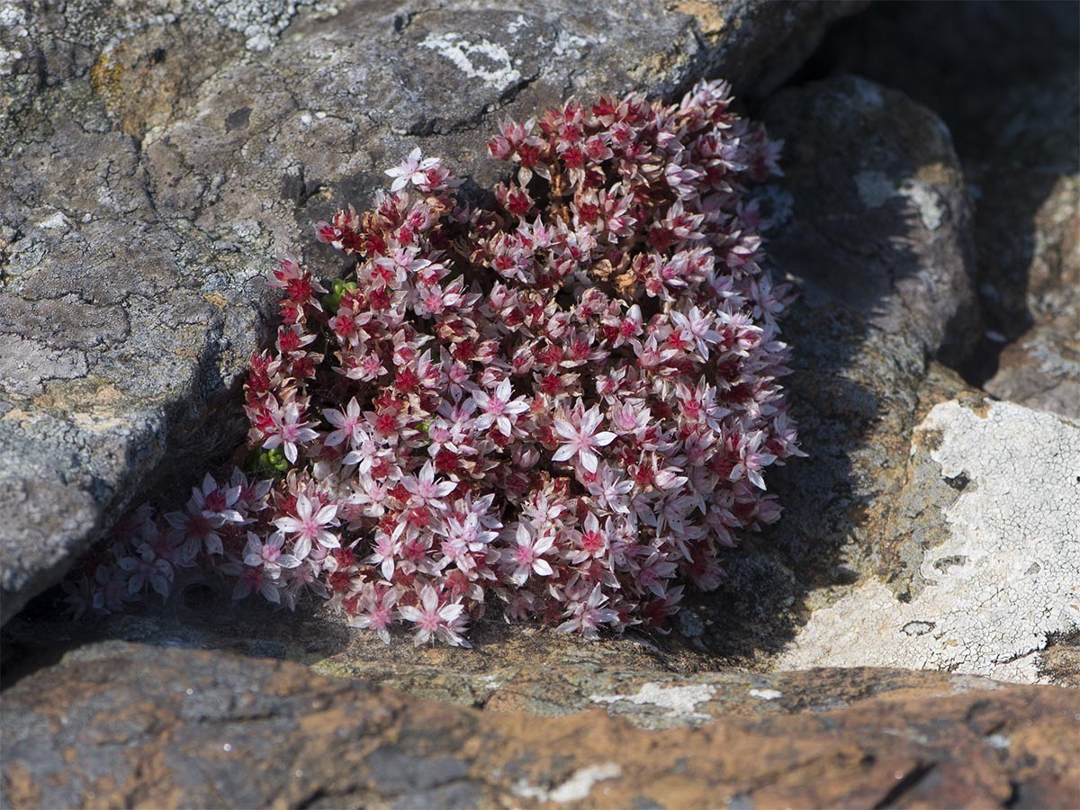 Sedum anglicum